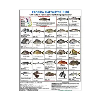 Pescarii De Identificare De Carduri Magnetice Fotografii Color De Specii De Pești Pentru Apele Florida Florida Pește De Apă Sărată De Identificare