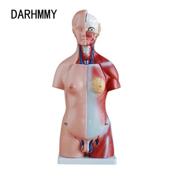 DARHMMY Umane Trunchiului Model de Corp 45CM Unisex Trunchiului 23 de Piese Anatomice Anatomice Modelul Medical Organele Interne Pentru Predare