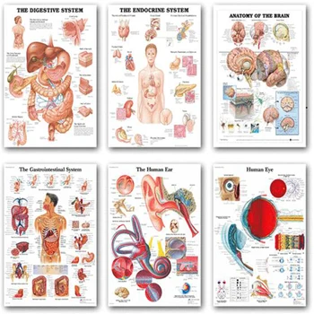 Anatomia Omului Opere De Artă Medicale Pictura Pe Perete Poza Schelet Organ Muscular Sistemul De Epocă Panza De Imprimare Hartă A Corpului Educație Poster